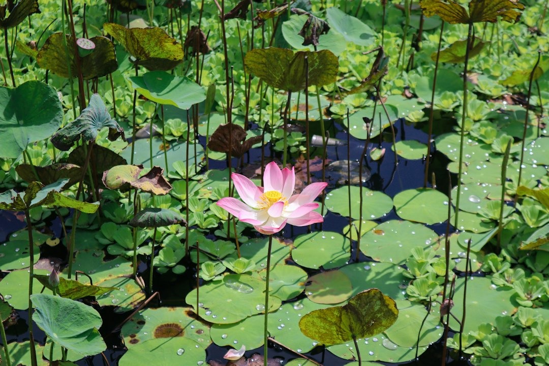 Pink and white lotus flower blooming in a lily pond.
