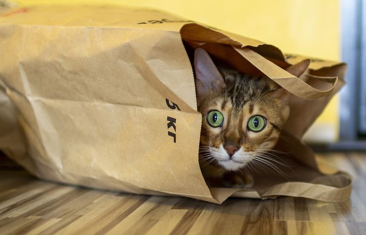 GLI SPIRITI ANIMALI